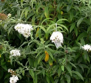 Buddleja dav. 'White Profusion'