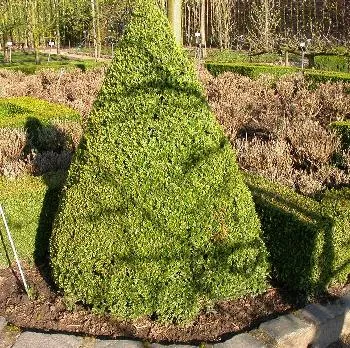 Buxus sempervirens