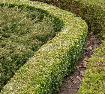 Buxus sempervirens