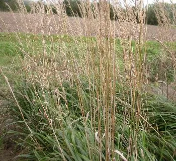 Calamagrostis acut. 'Karl Foerster'