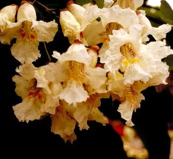 Catalpa bignonioides