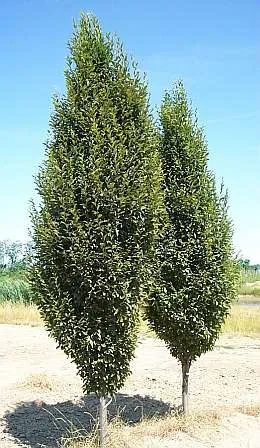 Carpinus betulus 'LUCAS'