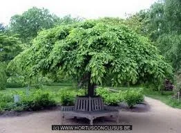 Carpinus betulus 'Pendula'