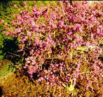 Callicarpa bodinieri 'Profusion'