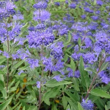 Caryopteris cl. 'Heavenly Blue'