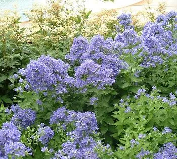 Campanula lact. 'Prichard's Var.'