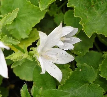Campanula posch. 'E.H. Frost'