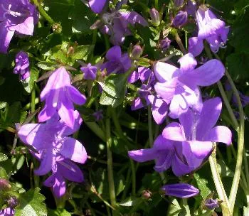 Campanula portenschlagiana