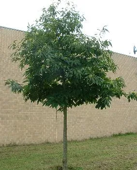 Castanea sativa