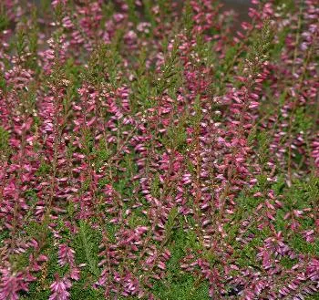 Calluna 'ANGIE' rood