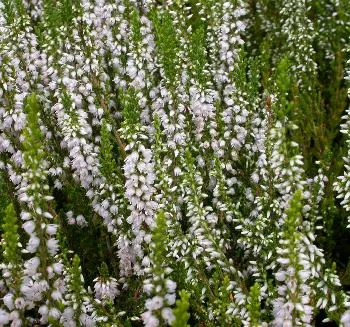 Calluna 'Bettina' wit