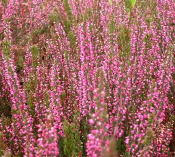 Calluna  Liliane Paars