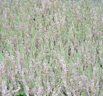 Calluna 'Melanie' wit