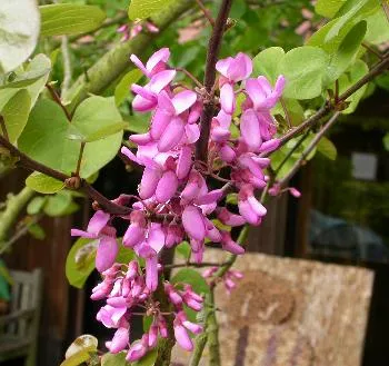 Cercis can Little Woody