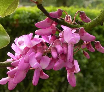 Cercis can Little Woody
