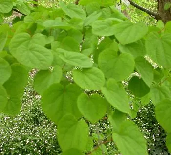 Cercidiphyllum japonicum