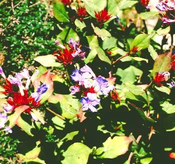 Ceratostigma plumbaginoides