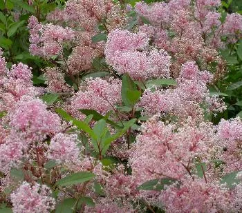 Ceanothus pallidus 'Marie Simon'