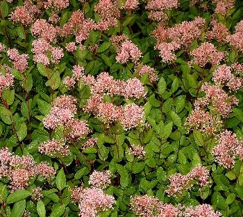 Ceanothus pallidus 'Marie Simon'