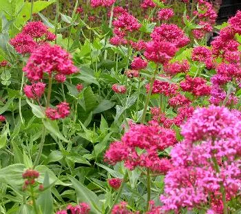 Centranthus ruber 'Coccineus'