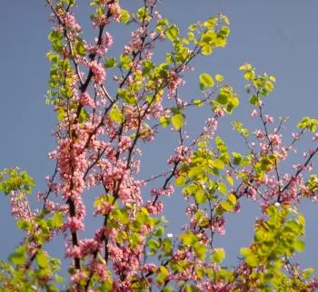 cercis siliqquastrum