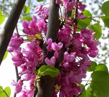 cercis siliqquastrum