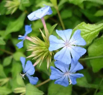 Ceratostigma willmottianum