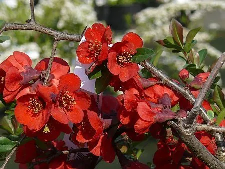 Chaenomeles sup. 'Etna' rood/oranje