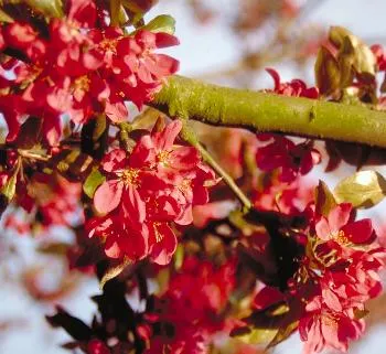 Chaenomeles sup. 'Fire Dance'