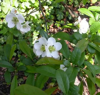 Chaenomeles spec. 'Nivalis' WIT