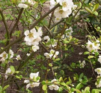 Chaenomeles spec. 'Nivalis' WIT