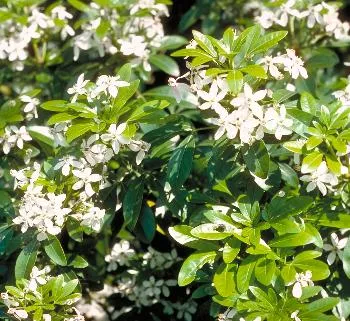 Choisya ternata 'Brica'