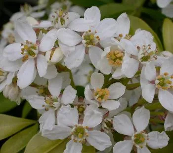 Choisya ternata 'Brica'