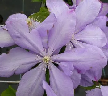Clematis 'Mrs Cholmondeley'