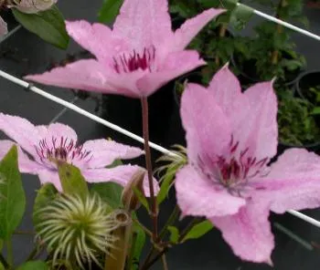 Clematis 'Hagley Hybrid'