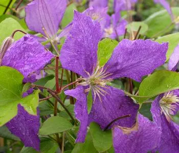 Clematis 'Jackmanii'