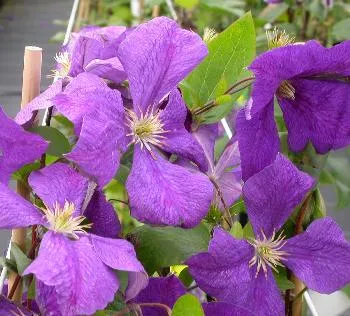 Clematis 'Jackmanii'