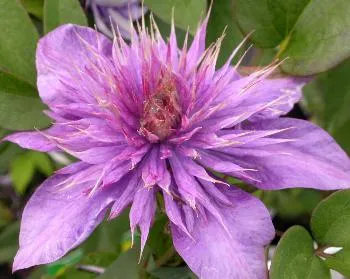 Clematis 'Multi Blue'