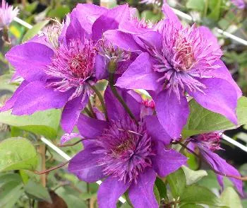 Clematis 'Multi Blue'