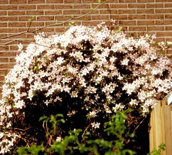 Clematis montana