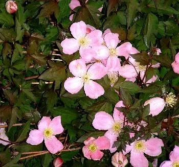 Clematis montana rubens