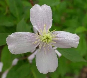 Clematis montana rubens