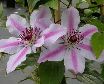 Clematis 'Nelly Moser'