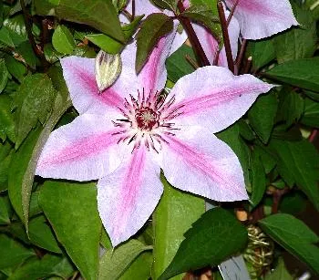 Clematis 'Nelly Moser'