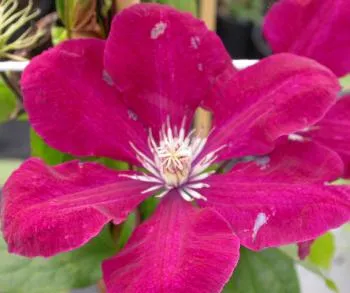 Clematis 'Rouge Cardinal'