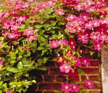 Clematis 'Ville de Lyon'