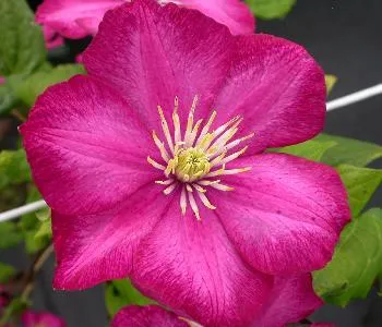 Clematis 'Ville de Lyon'