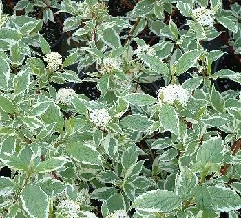 Cornus alba 'Elegantissima'