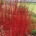 Cornus alba 'Sibirica'