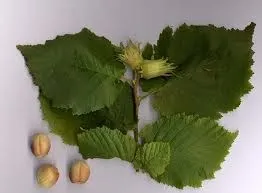 Corylus avellana hazelaar